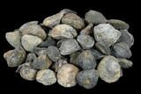 1 LB Devonian Brachiopod Fossils From Morocco - 80+ pieces - Photo 2